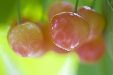 Cherriesの写真素材