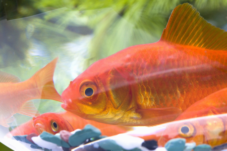 Goldfish Bowlの写真素材