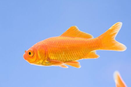 Goldfishの写真素材