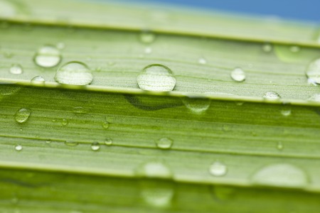 Water dropletsの写真素材
