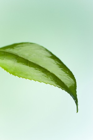 Leafの写真素材