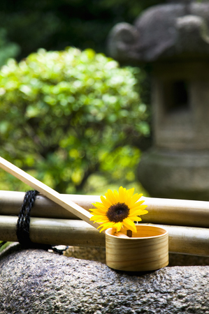 Japan gardenの写真素材
