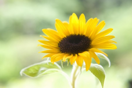 Sunflowerの写真素材