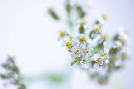 Yarrow