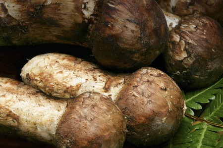 Matsutake mushroomの写真素材