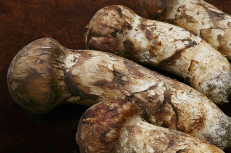 Matsutake mushroomの写真素材