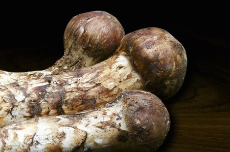 Matsutake mushroomの写真素材
