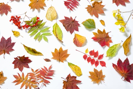 Fallen leaves