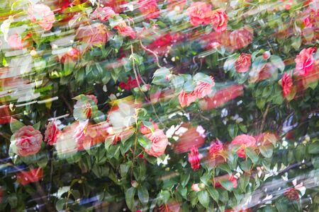 Camellia sasanquaの写真素材