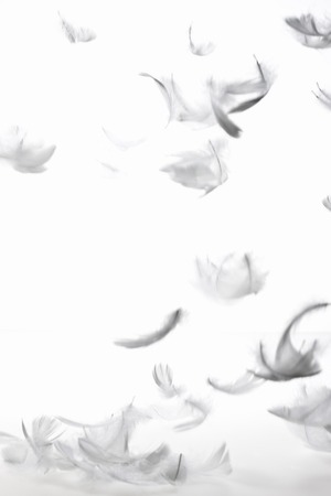 Featherの写真素材