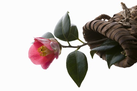 Camelliaの写真素材