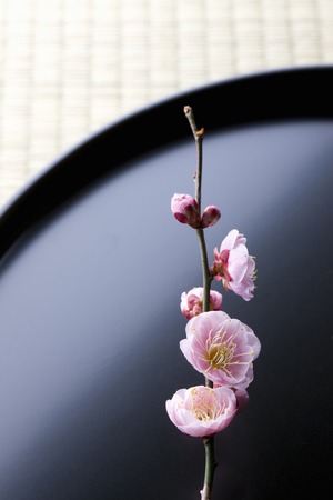 Plum blossomの写真素材