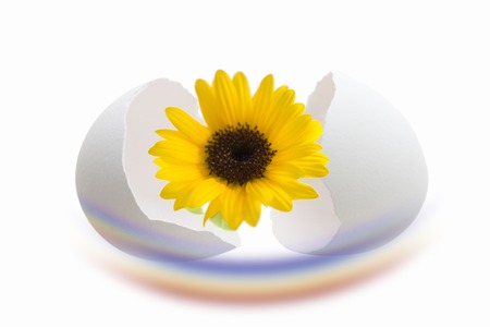 Echo image