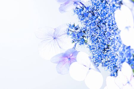 Hydrangeaの写真素材