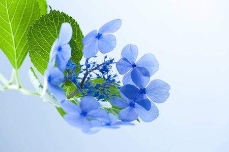 Hydrangeaの写真素材