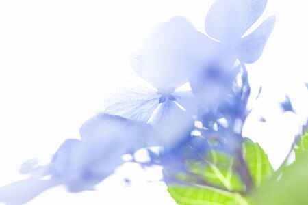 Hydrangeaの写真素材