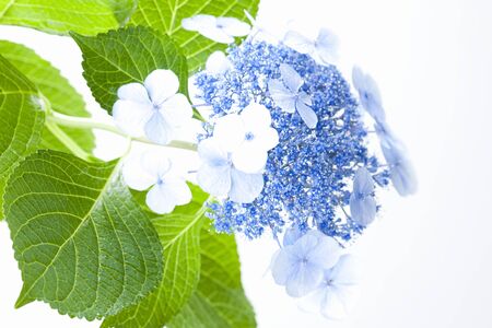 Hydrangeaの写真素材