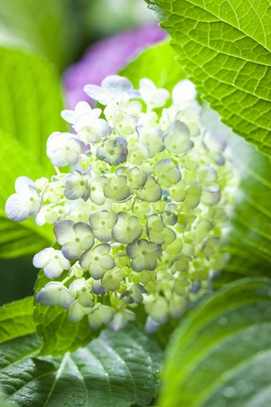 Hydrangea