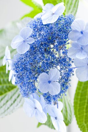 Hydrangeaの写真素材