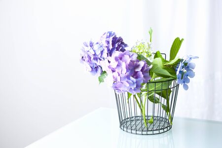 Hydrangeaの写真素材