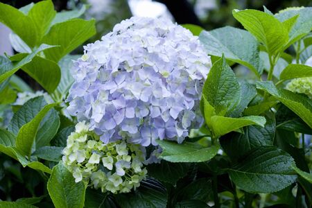 Hydrangea