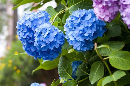 Hydrangea