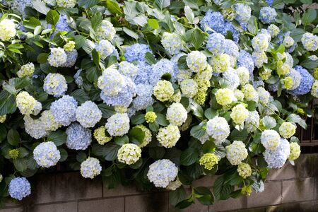 Hydrangea