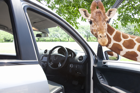 Giraffe looking into from the car windowの写真素材