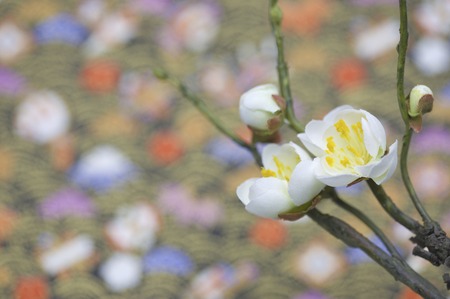Plum blossomの写真素材
