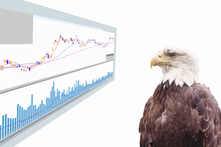 View stock eagle
