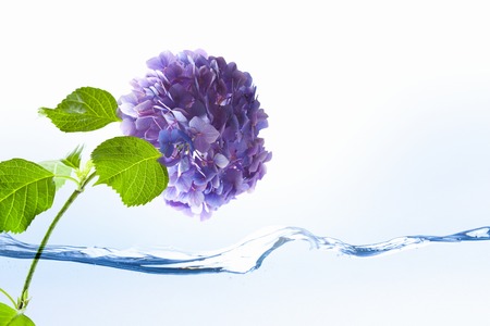 Hydrangea
