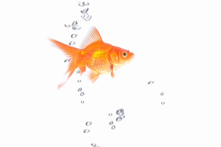 Goldfishの写真素材
