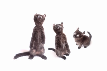 Baby black catの写真素材