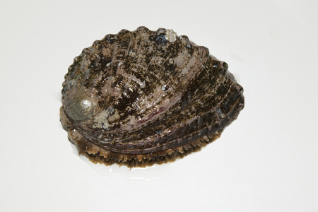 Black abalone