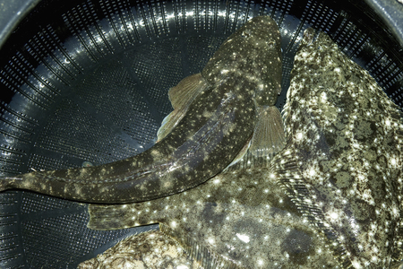 Koc and flounder