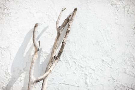 Driftwoodの写真素材