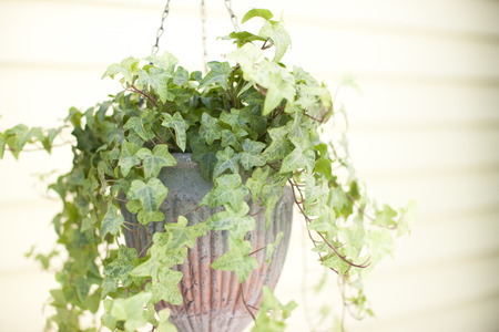 Foliage plantsの写真素材