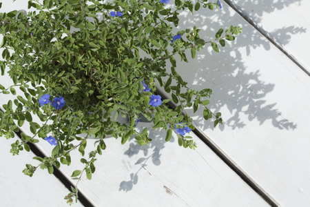 Planter placed on wooden deck