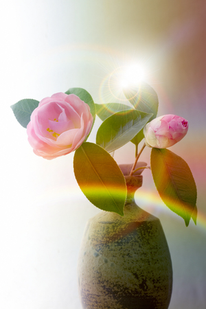 Camelliaの写真素材