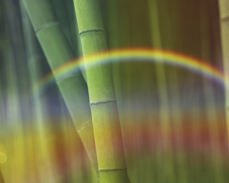Bamboo groveの写真素材