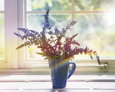 Lavenderの写真素材