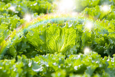 Yatsugatake lettuce field