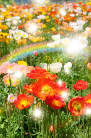 Flower gardenの写真素材