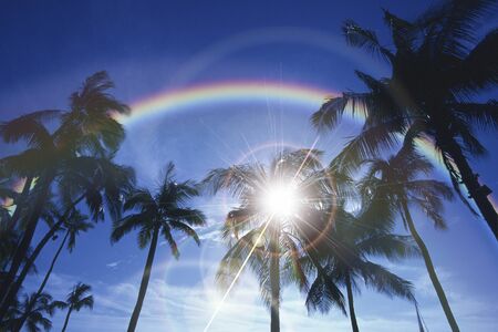 Palm treesの写真素材