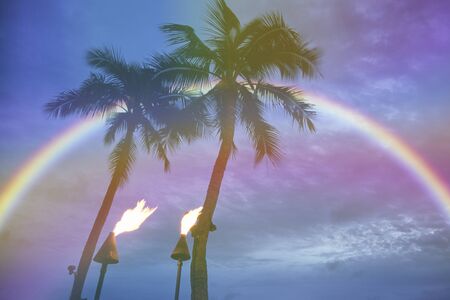 Palm trees