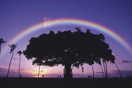 Big tree and rainbowの写真素材