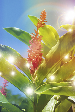 Ginger Flowerの写真素材