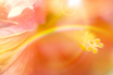 Hibiscusの写真素材