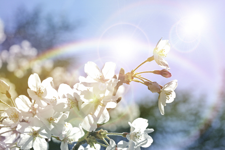 Sakuraの写真素材