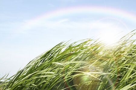 Grass and blue skyの写真素材